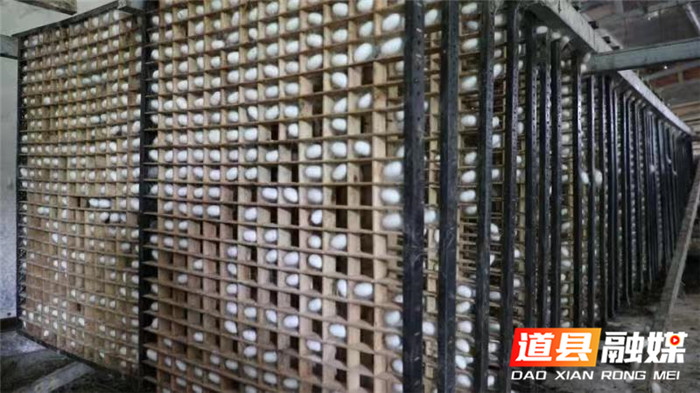 道县：桑蚕吐出“致富丝”首批蚕茧喜迎“开门红”02.jpg