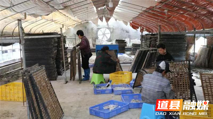 道县：桑蚕吐出“致富丝”首批蚕茧喜迎“开门红”03.jpg