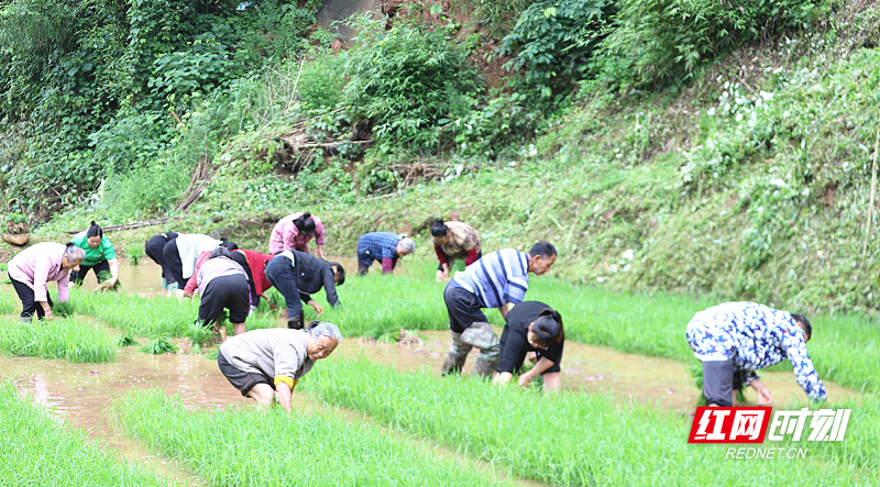 五都岭村乡邻互助插秧忙1_副本.jpg