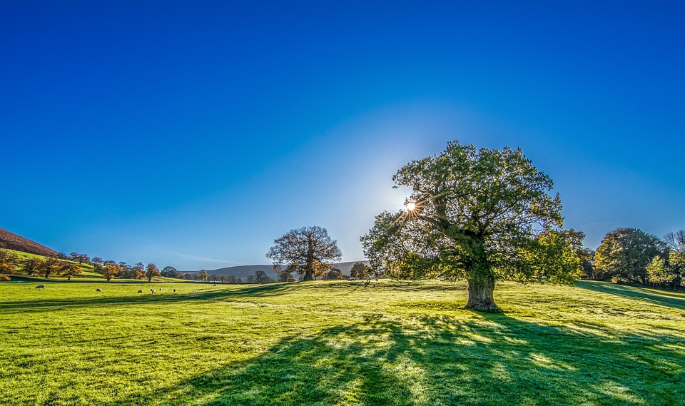 tree-2916763_960_720.jpg