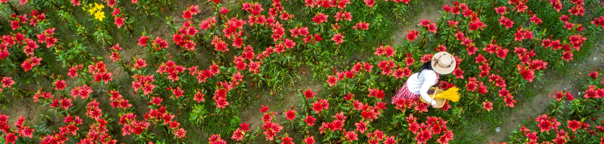 跟着彩虹游吉首丨吉首有个百合花园，送你一整个斑斓夏天