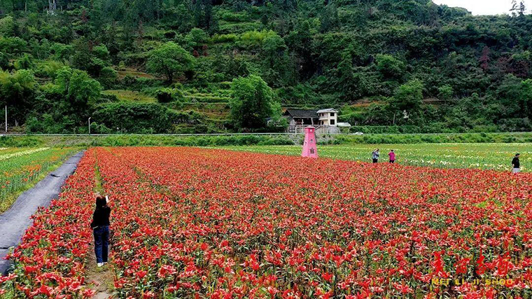 周末去哪？吉首这片百合花海等你来！