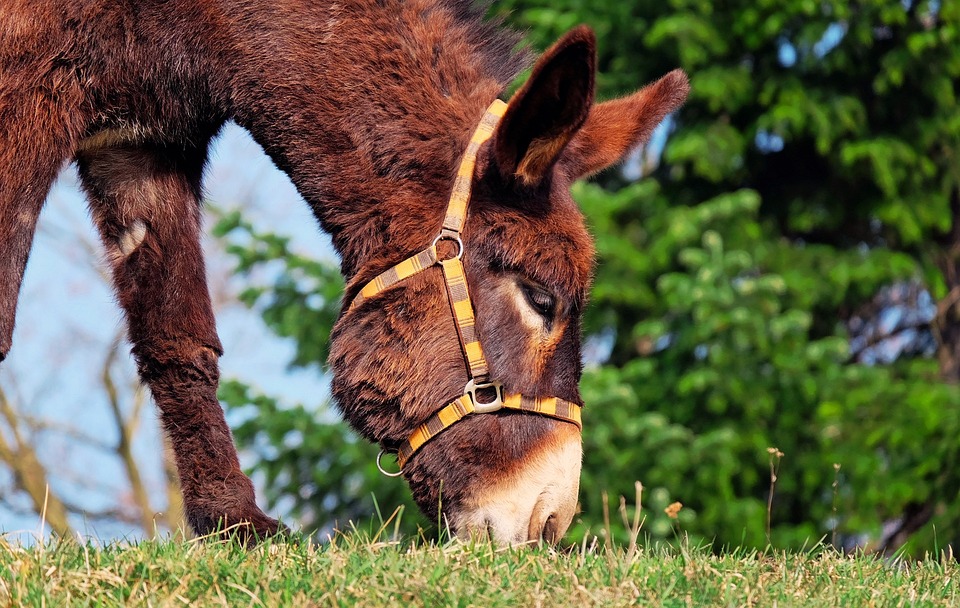 donkey-1268897_960_720.jpg donkey-1268897_960_720.jpg
