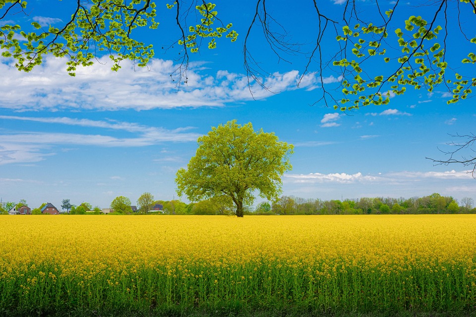 rapeseed-6599950_960_720.jpg rapeseed-6599950_960_720.jpg