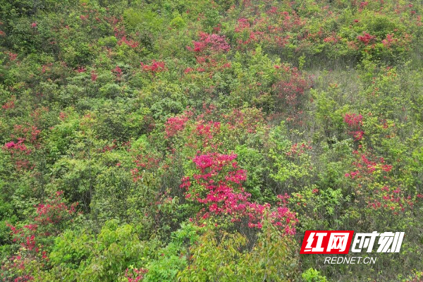 城步南山五月“花海”绚丽1.jpg