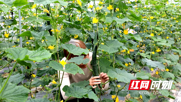 蔬菜种植基地 08_副本.png