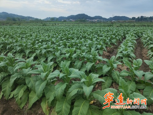 宁远：撂荒地变“产业田”1_副本500.jpg