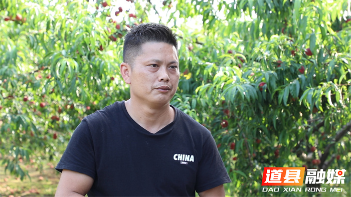 道县：百亩“520桃”甜蜜上市 04_副本1.jpg