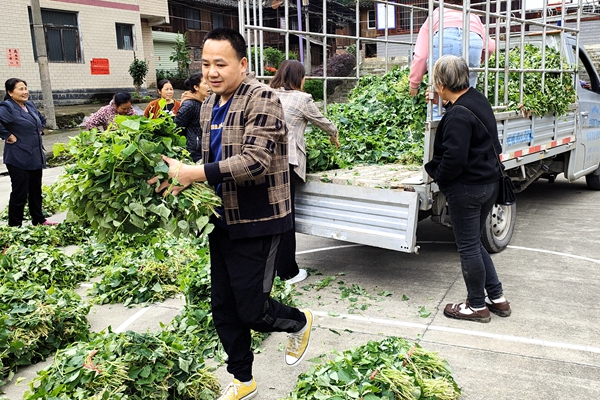 紫薯苗发放现场_副本.jpg