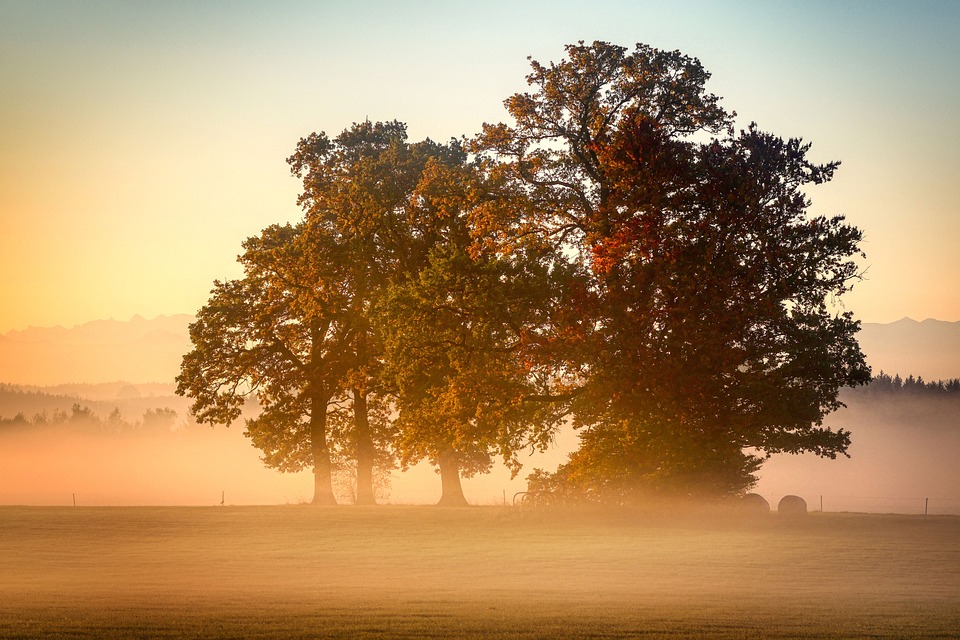 trees-6765632_960_720.jpg