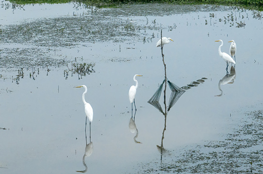 Egrets Seen in Wangcheng District, Changsha