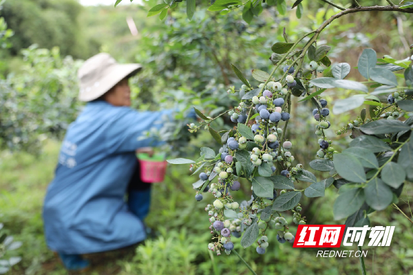 道县：蓝莓采摘富农家