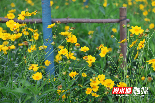 冷水滩：金鸡菊花遍地开