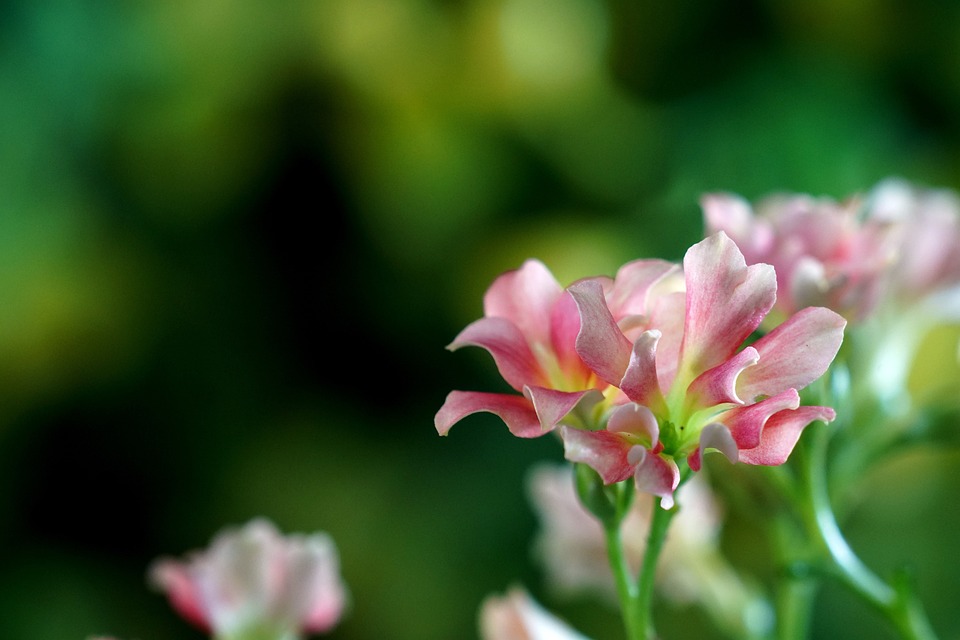 flower-6736779_960_720.jpg