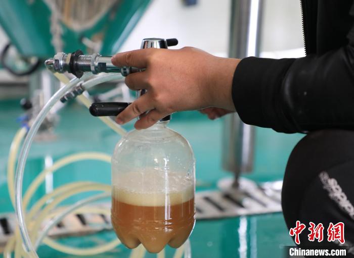 以油莎豆为原料发酵的啤酒。(资料图) 李宇航 摄