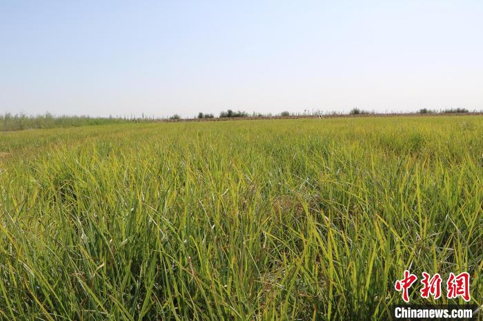 处于生长期的油莎豆。(资料图) 李宇航 摄