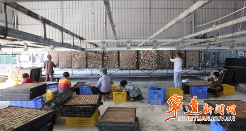 宁远：桑蚕种养助增收 织出群众致富路_副本500.jpg