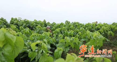 宁远：桑蚕种养助增收 织出群众致富路3_副本500.jpg