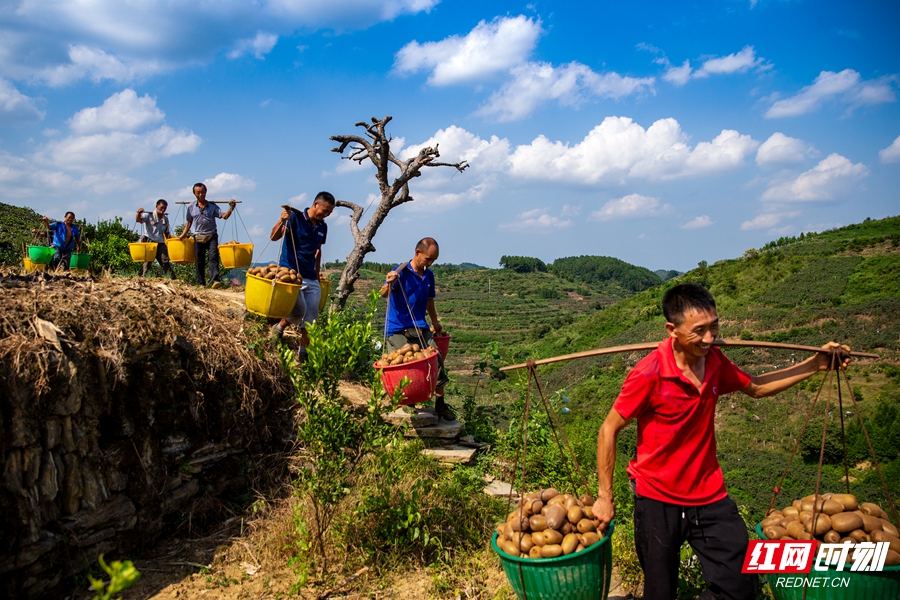 47.李玲立+《丰收的喜悦》拍摄于2021.9.11号湘西昌蒲塘村,猕猴桃丰收,村民笑开颜。_副本.jpg 47.李玲立+《丰收的喜悦》拍摄于2021.9.11号湘西昌蒲塘村,猕猴桃丰收,村民笑开颜。_副本.jpg