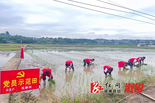 示范田.jpg