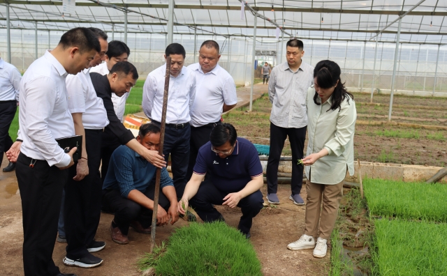 市委书记邹文辉带队调研走马街镇镇集中育秧基地。.jpg