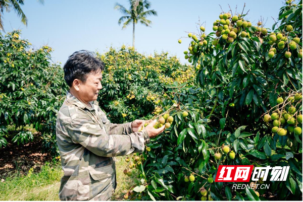 ▲依托海南得天独厚的光温、水土资源优势，海南的妃子笑在国内荔枝品种里最早成熟、上市时间最早（花生丨摄）.jpg