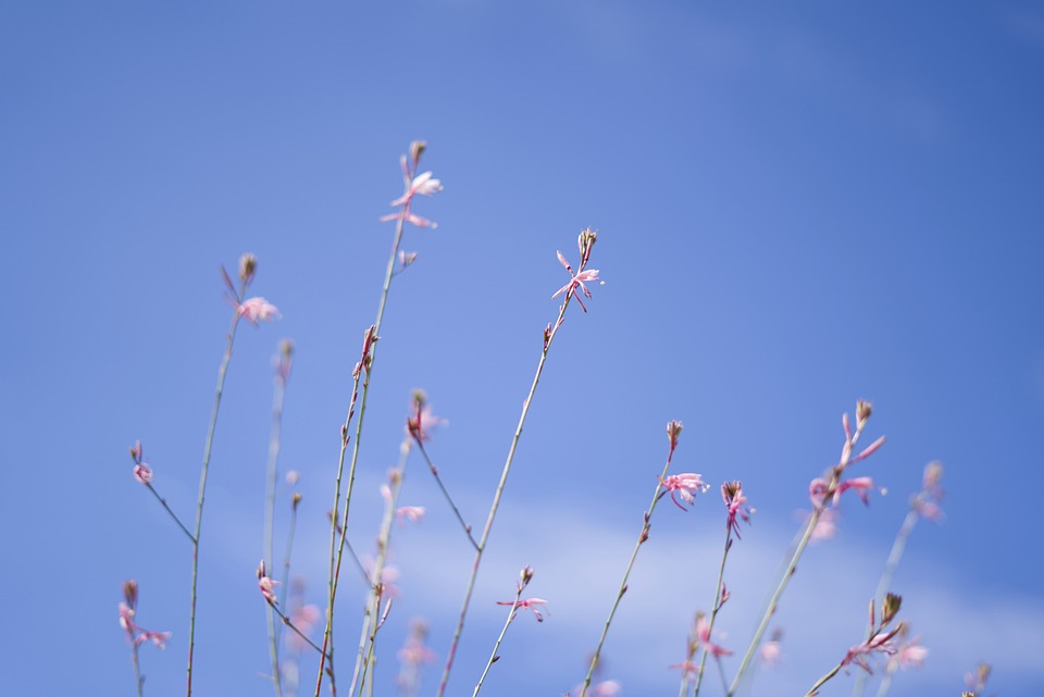 flowers-6532104_960_720.jpg flowers-6532104_960_720.jpg