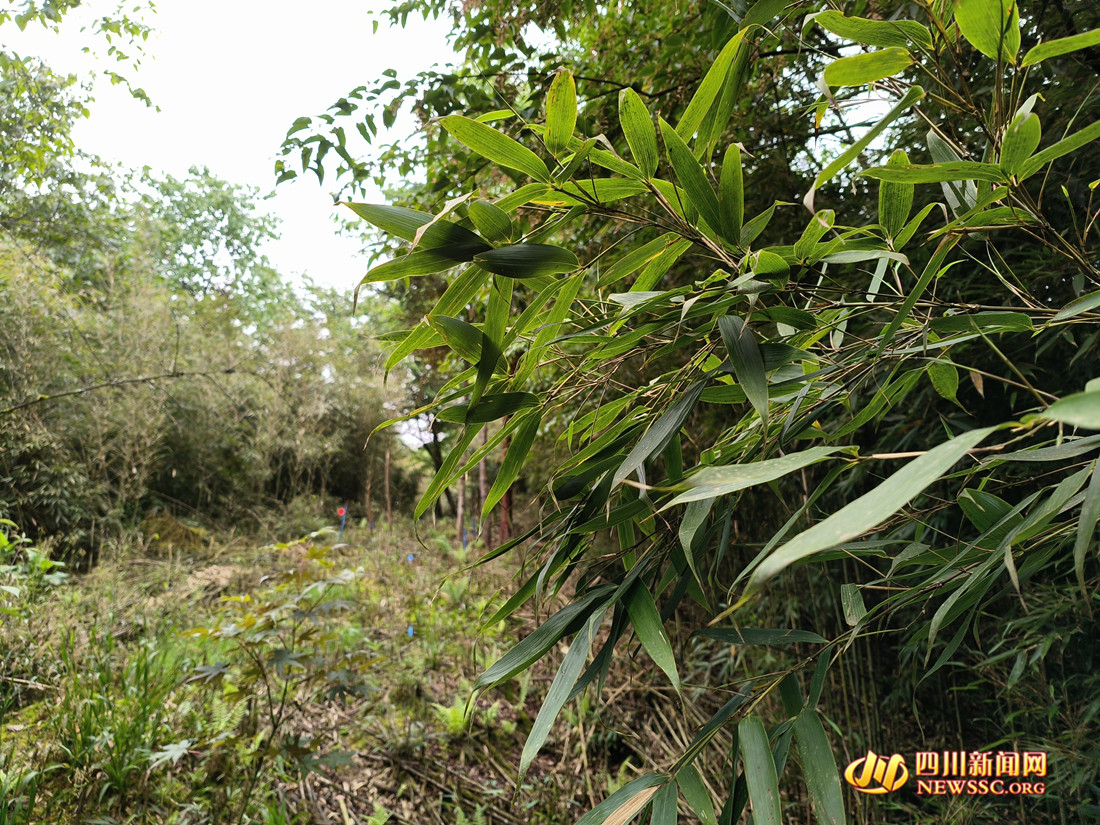 属于泥巴山廊道的大熊猫栖息地修复示范区（卢永洪 摄）_副本.jpg