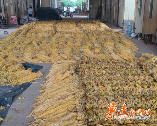 宁远：抢抓时令  烤烟搭起“致富桥”2_副本_副本500.jpg