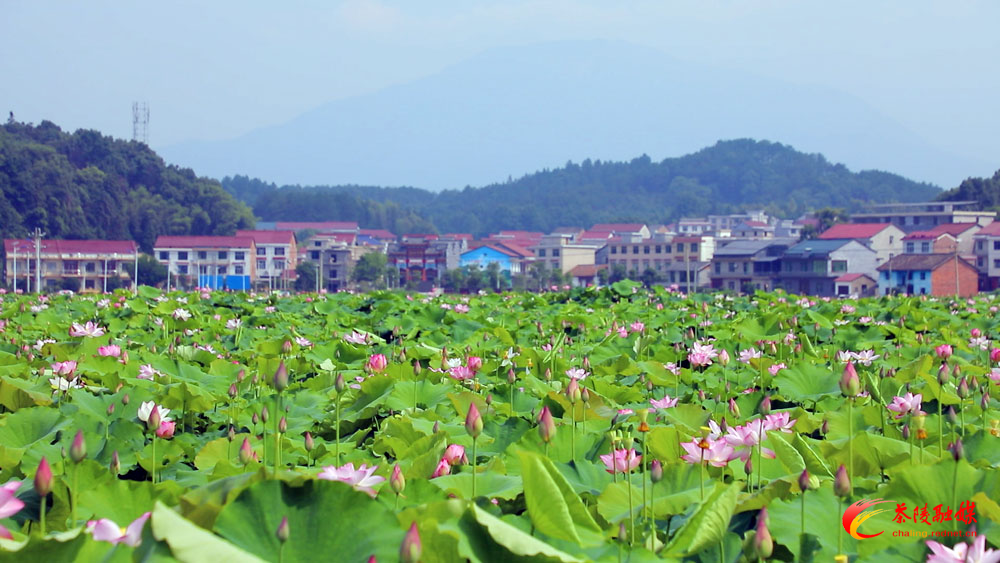 Still1201_00006.jpg Still1201_00006.jpg