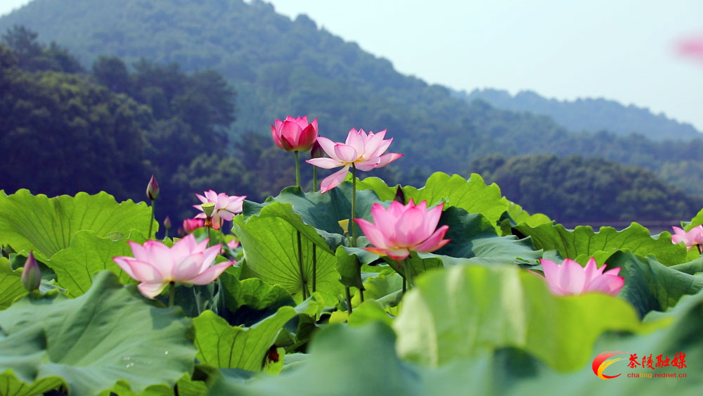 Still1201_00007.jpg Still1201_00007.jpg