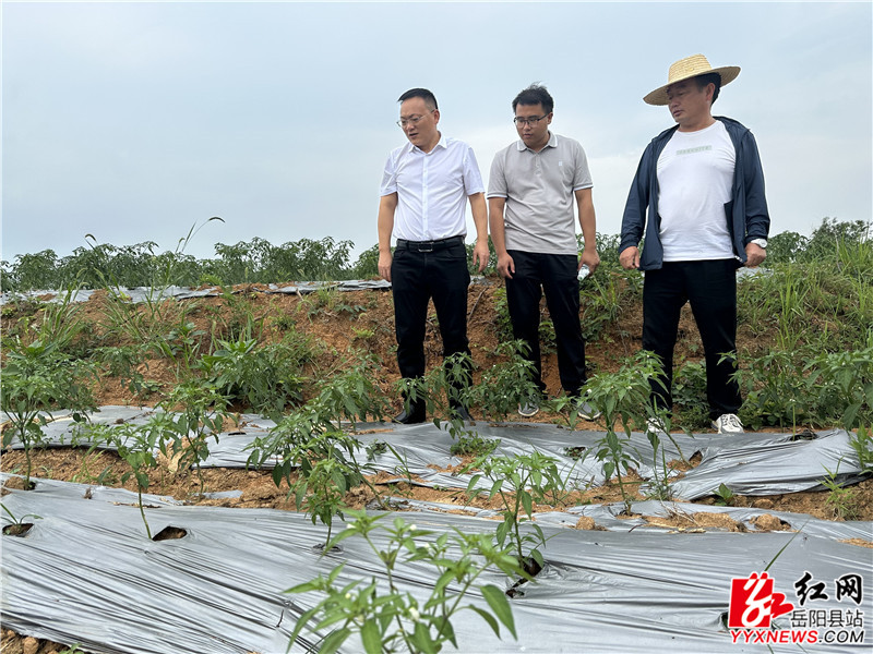 在游港村辣椒基地_副本.jpg