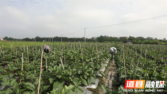 0616道县：供港茄子迎丰收 四季轮作增效益02_副本.bmp