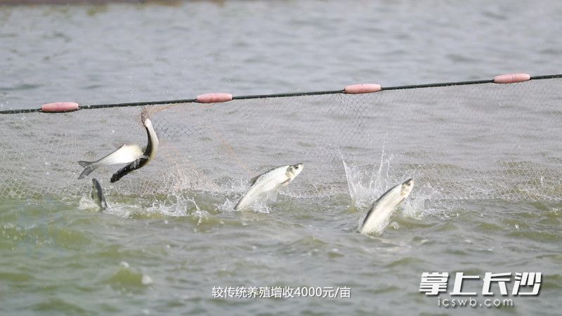 千龙湖的渔民们用力地收拉大网，一时之间，万鱼欢腾，好一幅鱼跃人欢的“丰”景图。千龙湖鲌鱼养殖公司供图