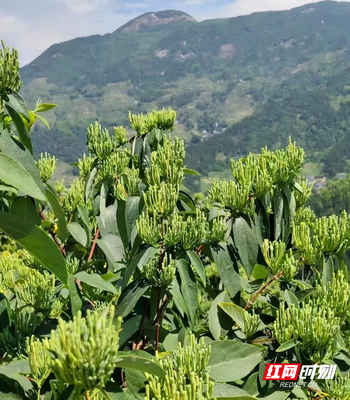 沙洲日记1.png