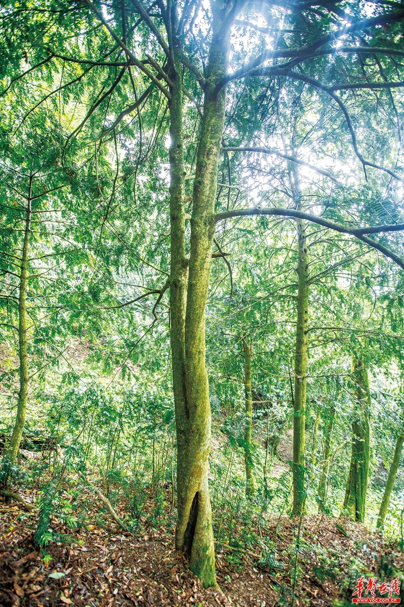 你好，树先生｜全球唯一雌雄同株穗花杉就在湖南