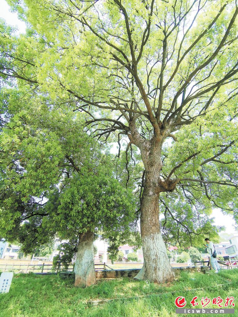 湖南湘江新区莲花镇曾家桥村，两棵百年樟树相依相偎在村口。长沙晚报全媒体记者 贺文兵 摄