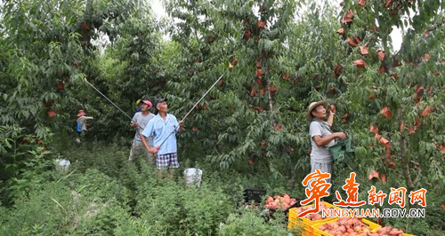 宁远：小黄桃成乡村振兴“黄金果”2_副本500.jpg