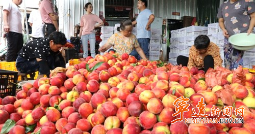 宁远：小黄桃成乡村振兴“黄金果”3_副本500.jpg