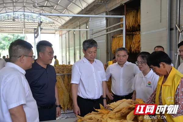 严华在邵阳县新宁县调研烟叶产业发展工作(图1)