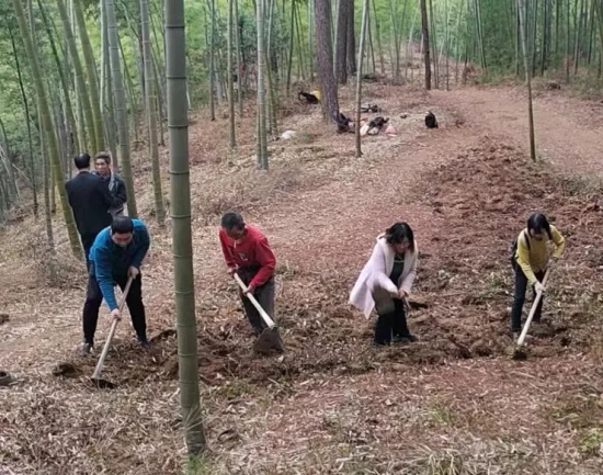 王政(左一)带领村民实践竹林生态效益，建设楠竹示范基地