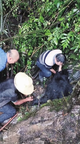 壶瓶山一黑熊误踩废弃兽夹被困，长沙常德两地联手妥善救治后将其放归自然