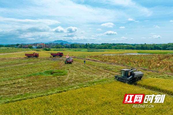 2023年7月4日，湖南省永州市道县寿雁镇十里桥二村，农民将收获稻谷装入车内。 (6).jpg