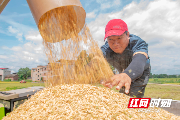 2023年7月4日，湖南省永州市道县寿雁镇十里桥二村，农民将收获稻谷装入车内。 (1).jpg