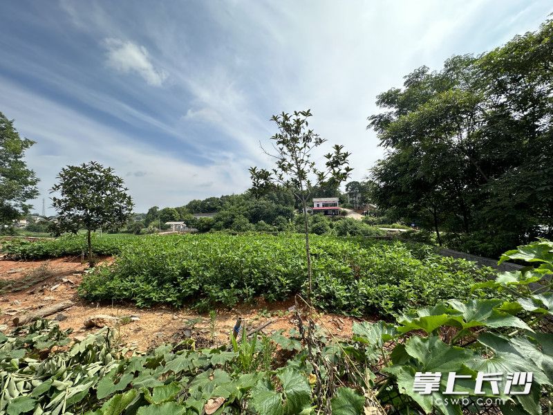 胡光跃在池塘边不远的地里种的花生。