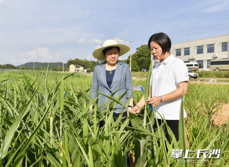 在位于春华镇的隆平发展长沙科研站，吴桂英了解种业创新相关成果。