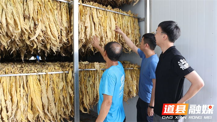 道县：烤烟绿色生产 迎来“金色”丰收 07_副本.jpg