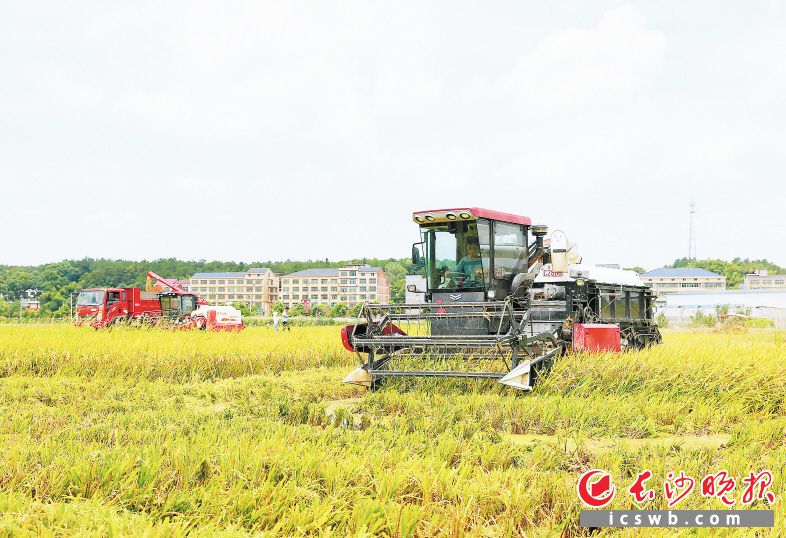 　　7月6日，种粮大户刘国斌驾驶现代化的大型收割机在作业，一天能轻松收完100多亩稻子。　　均为长沙晚报全媒体记者 颜开云 摄