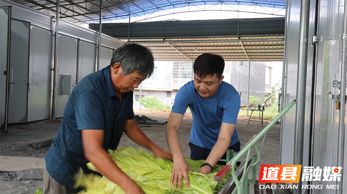 道县：烤烟绿色生产 迎来“金色”丰收 01_副本.jpg