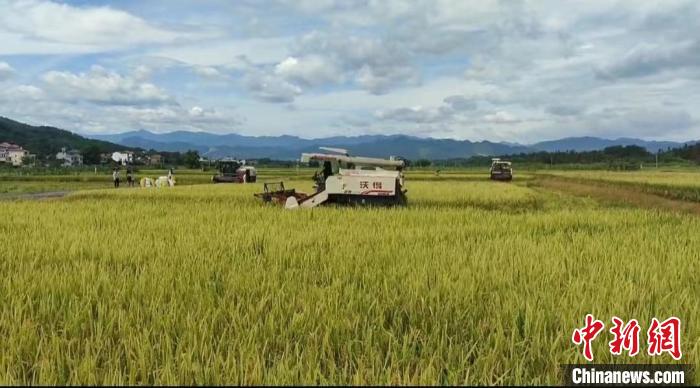 “田管家”服务提高水稻种植效率湖南祁阳39万亩早稻开镰